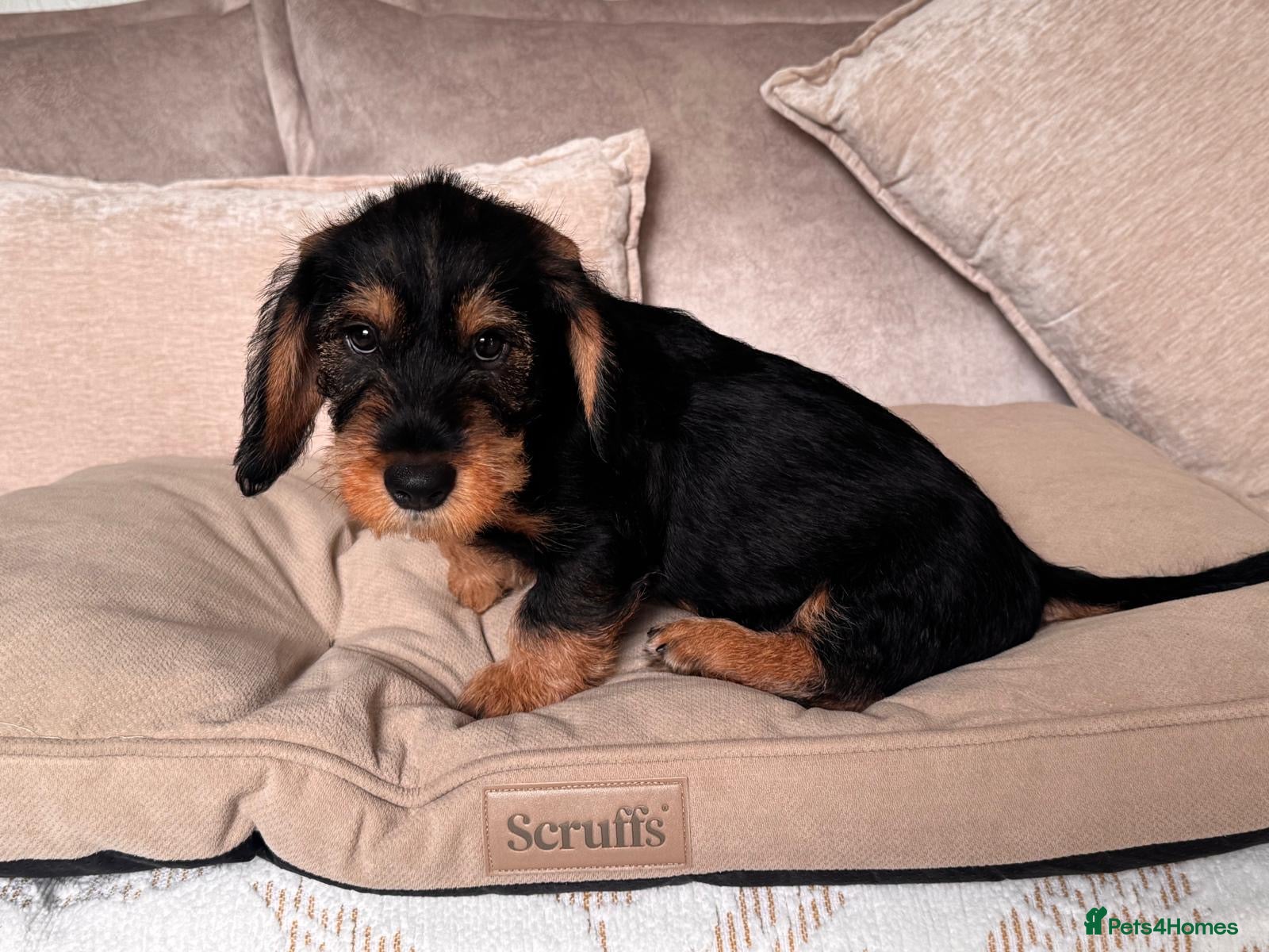 Dachshund dogs READY To LEAVE last 2 left wirehaired dachshund - Advert 1