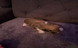 Mixed Breed dogs for sale: Teddy Bear Puppies - Advert 11