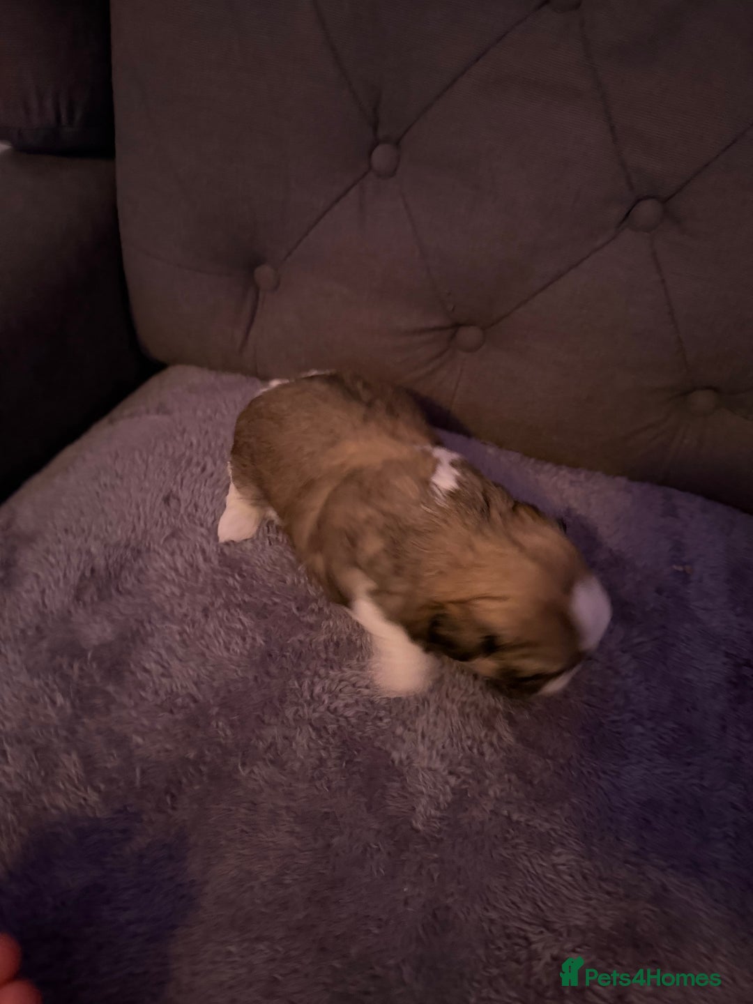 Mixed Breed dogs for sale: Teddy Bear Puppies - Advert 11