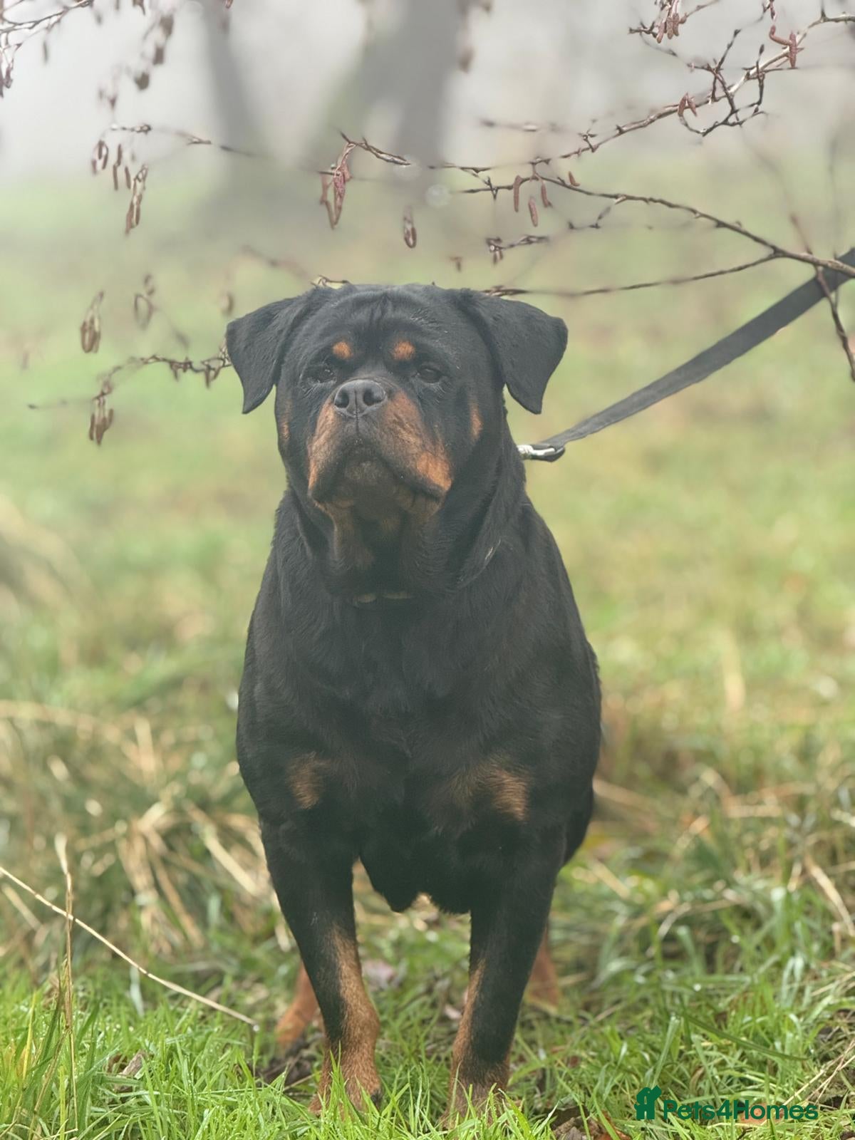 Rottweiler dogs Kc registered health tested female for sale  - Advert 3