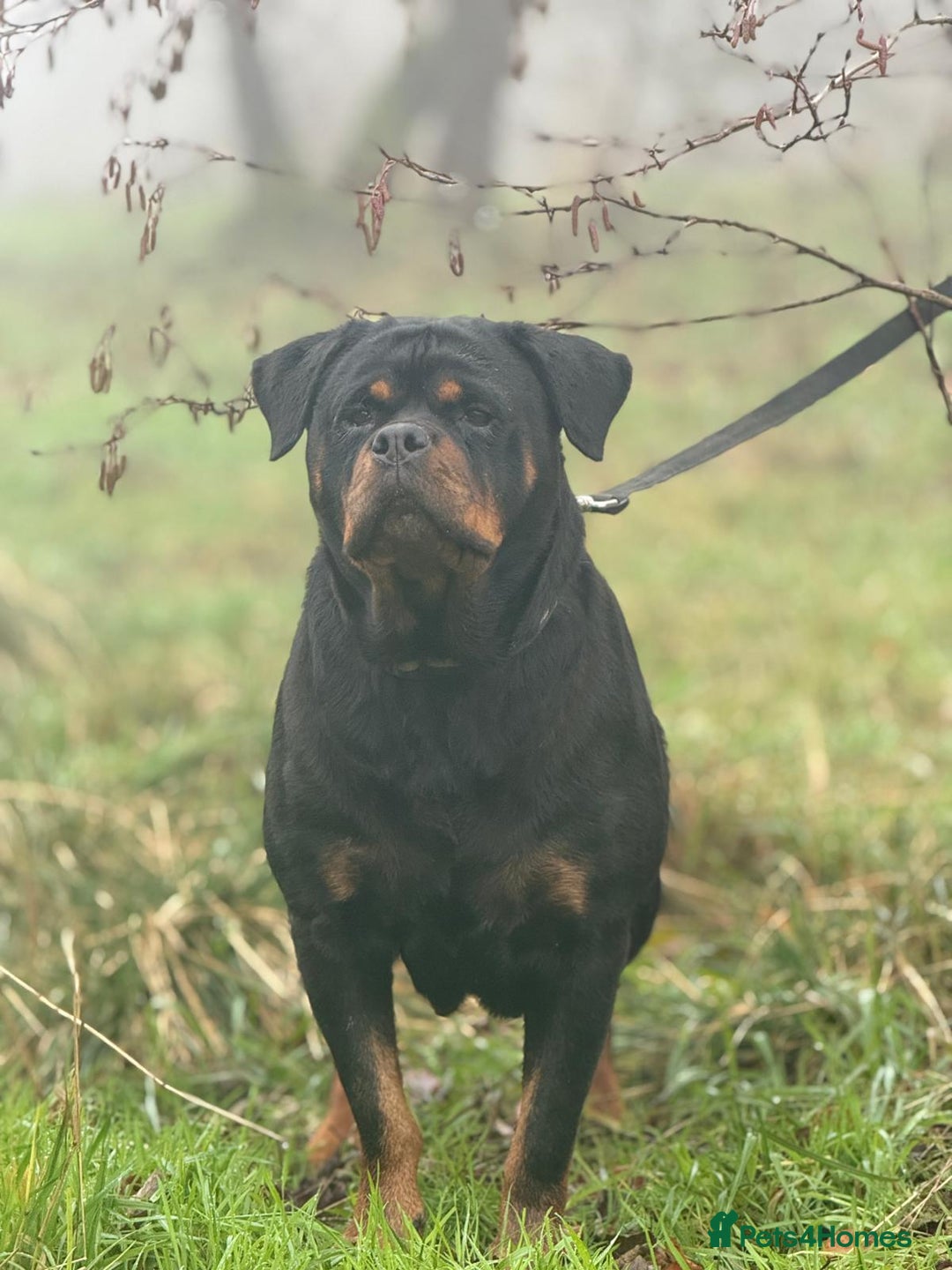 Rottweiler dogs for sale: Kc registered health tested female for sale  - Advert 1