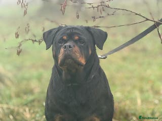 Rottweiler dogs Kc registered health tested female for sale - Advert 3
