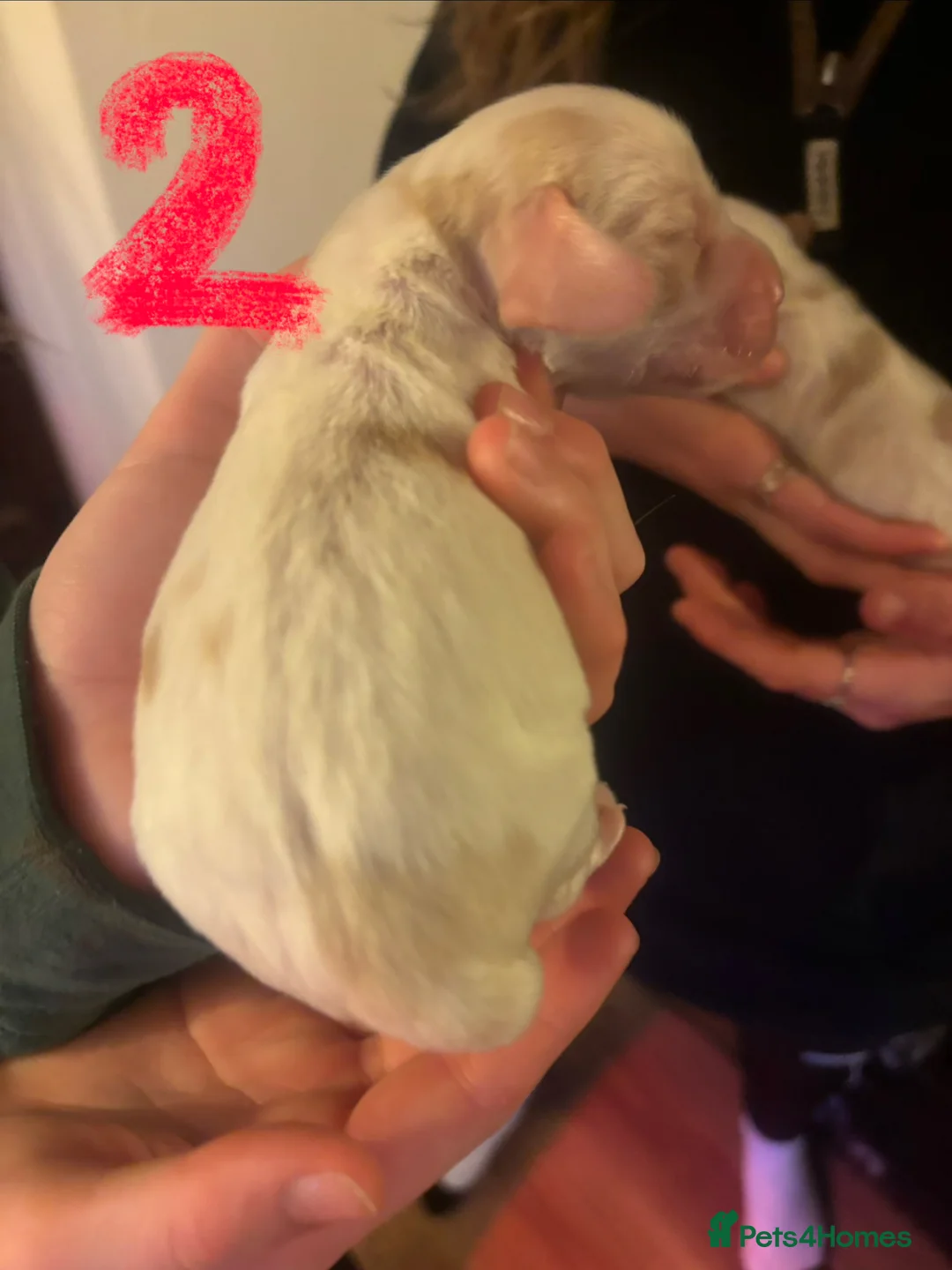Cocker Spaniel dogs for sale: Cocker spaniel puppies due  - Advert 2