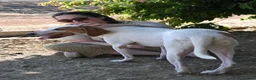 Mixed Breed dogs for adoption: Oscar is ready for his forever sofa! in Dawlish - Advert 9