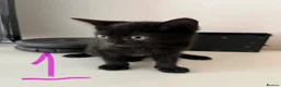 Mixed Breed cats for sale: Black Girl Kittens - Advert 2