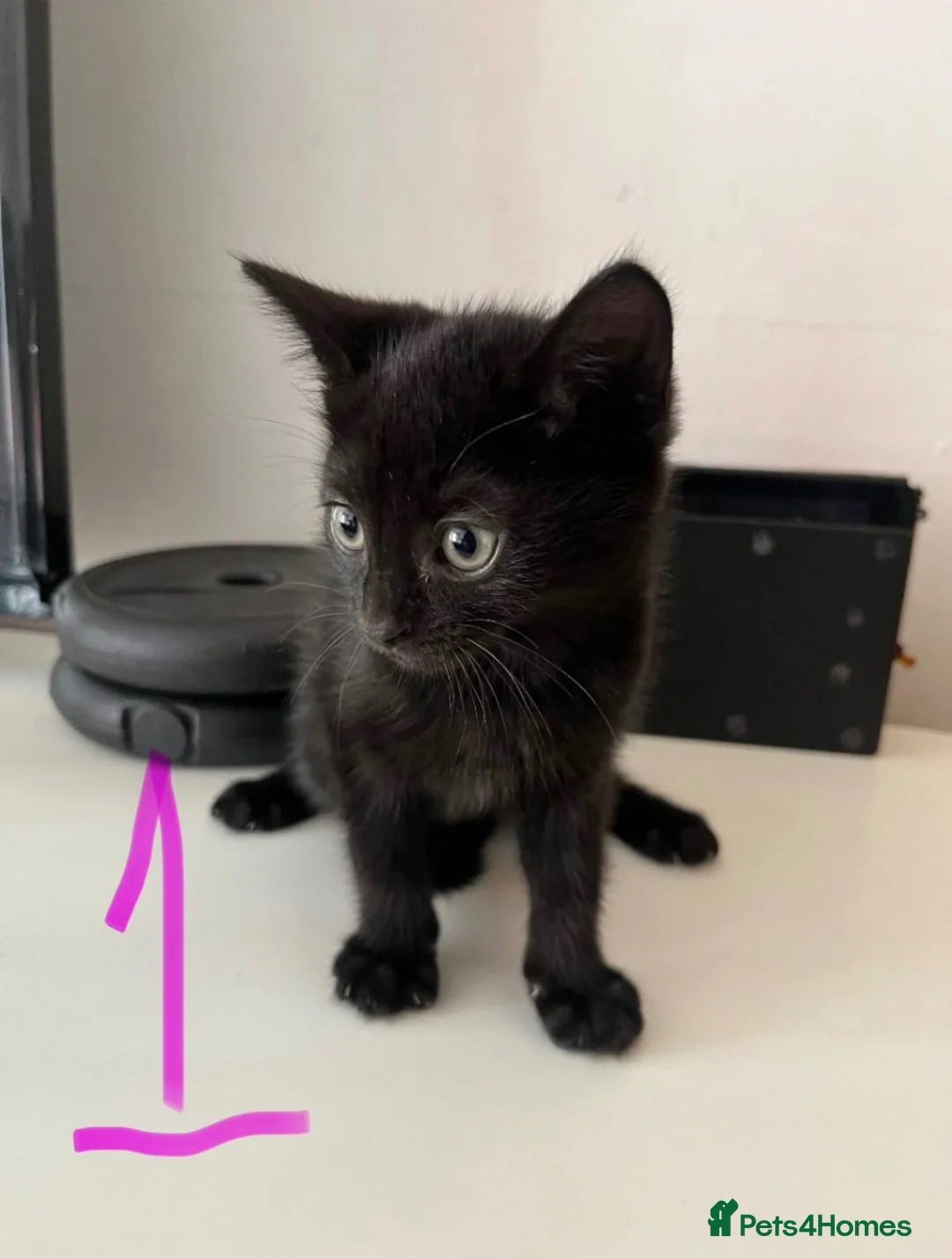 Mixed Breed cats for sale: Black Girl Kittens - Advert 2