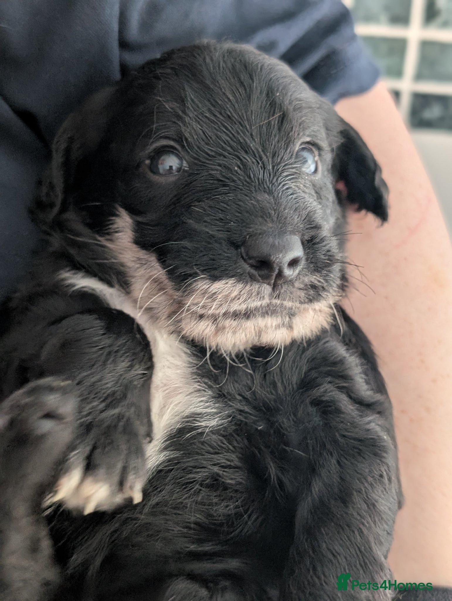 Labradoodle dogs for sale: Unique Labradoodles - Merle, Phantom, Black, Red - Advert 30