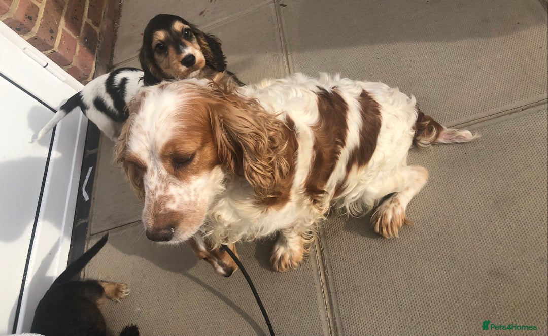 Cocker Spaniel dogs for sale: Cocker Spaniel Puppies for sale  - Image 9