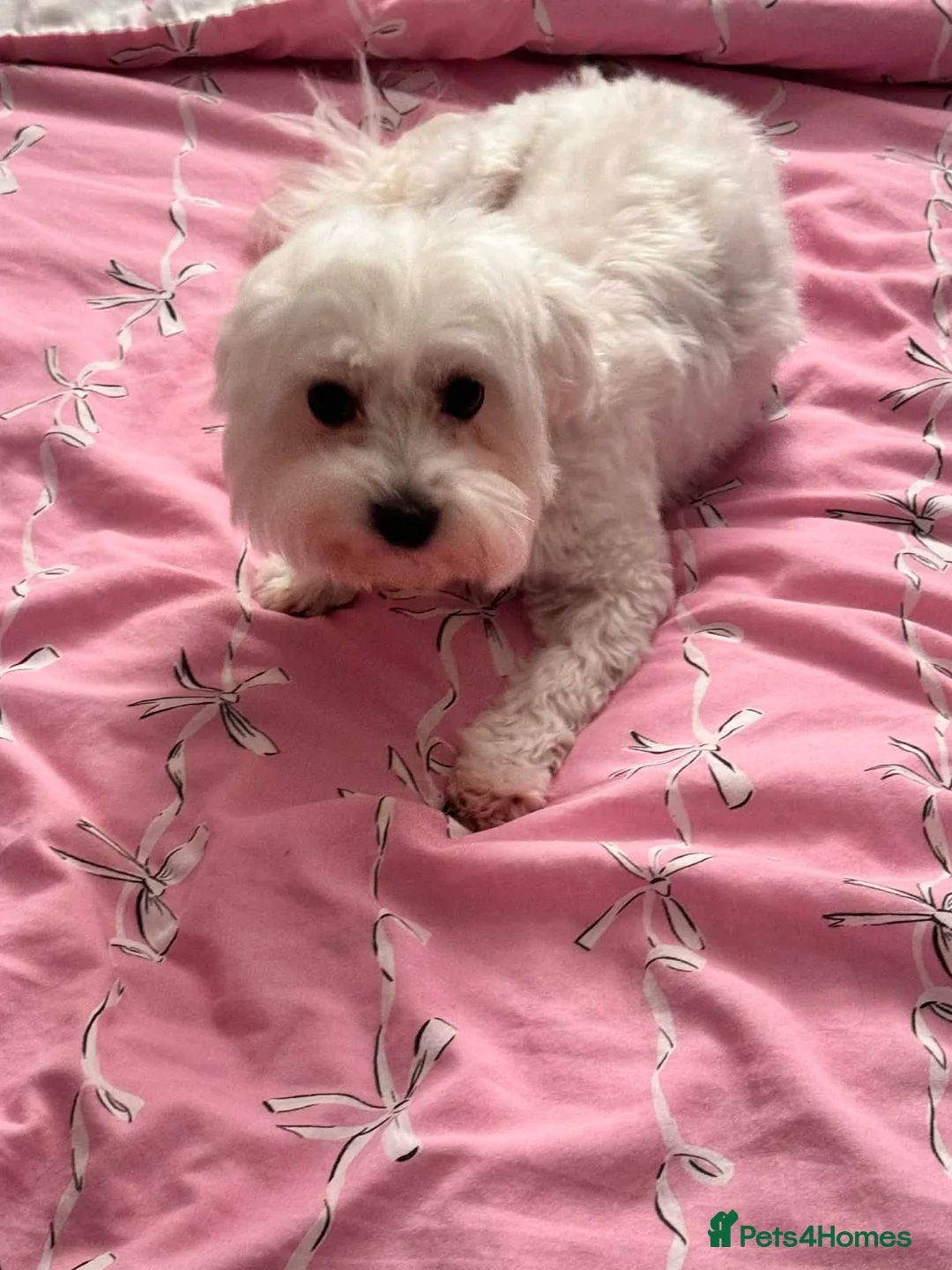 Maltese dogs for sale: Bella needs a home  - Advert 2