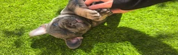 French Bulldog dogs for sale: 🔥 Stunning French Bulldog Puppies 🔥 - Advert 26