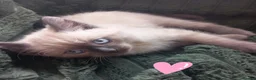 Mixed Breed cats for sale: Persian x sphynx  accidental litter - Advert 4