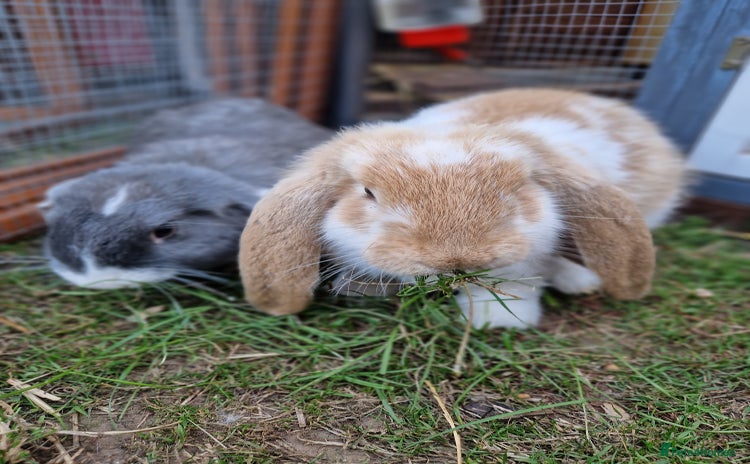 French Lop rabbits - Advert 1