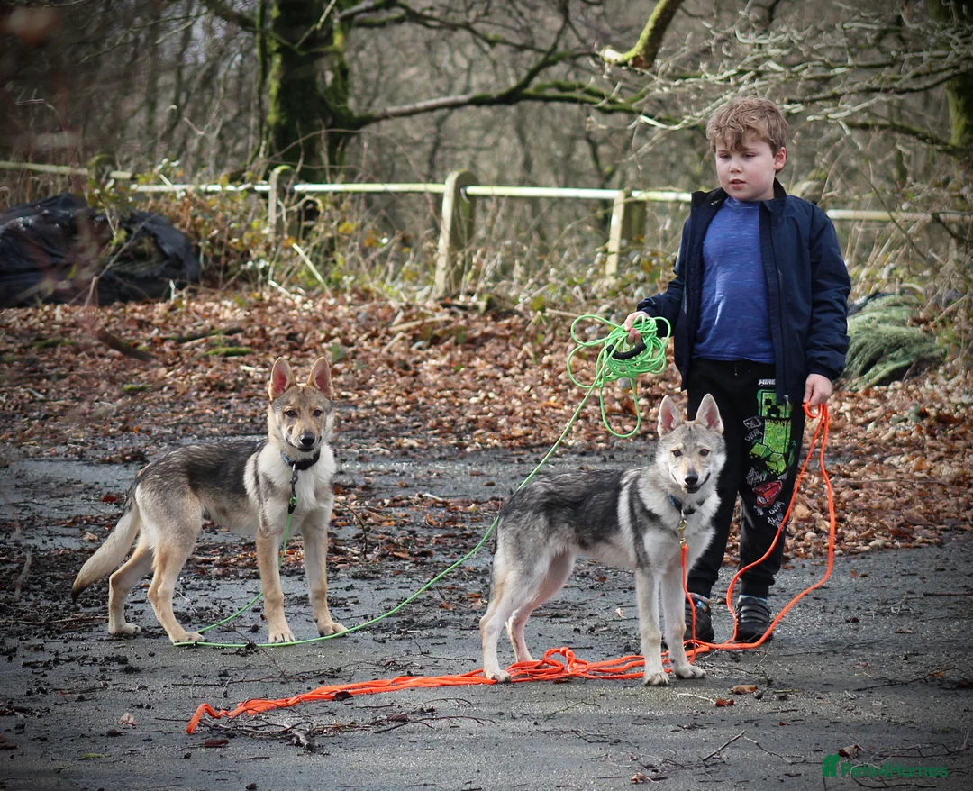 Saarloos Wolfdog dogs for sale: READY NOW Czechoslovakian wolfdog - Advert 1