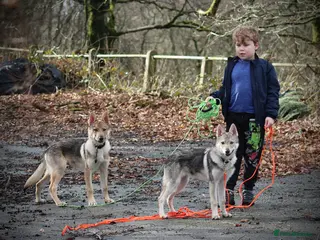 Saarloos Wolfdog dogs READY NOW Czechoslovakian wolfdog - Advert 1
