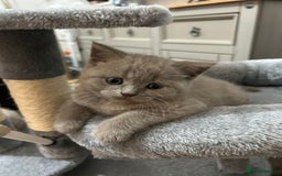 British Shorthair cats for sale: Stunning lilac BSH  - Image 29