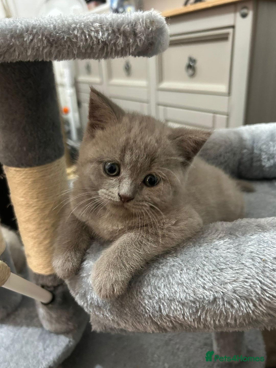 British Shorthair cats for sale: Stunning lilac BSH  - Image 29