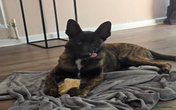 German Shepherd dogs for sale: Dutch herder female 5 months  - Image 1