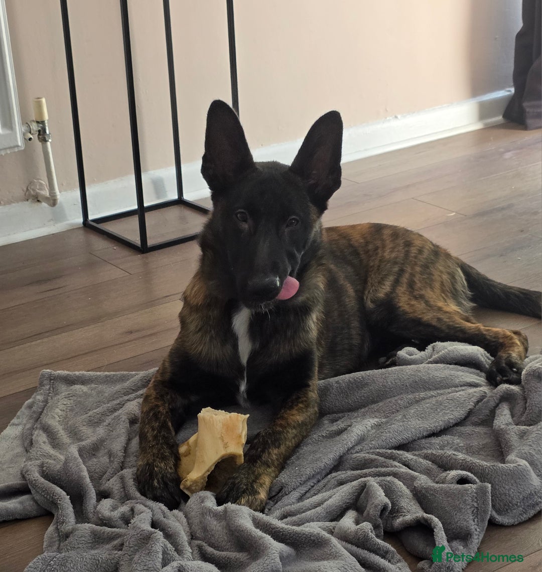 German Shepherd dogs for sale: Dutch herder female 5 months  - Image 1