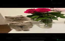 Persian cats for sale: Ivy and kiki - Image 6