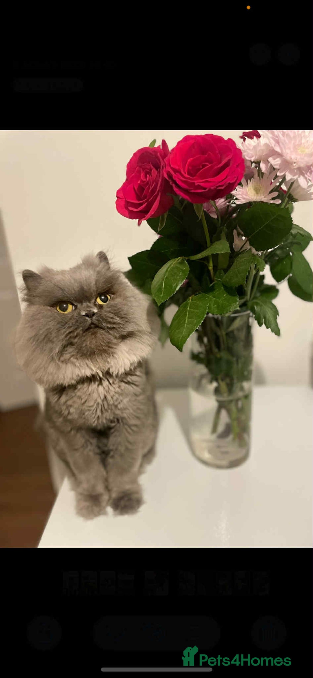 Persian cats for sale: Ivy and kiki - Image 6