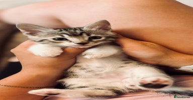 Mixed Breed cats - Advert 15