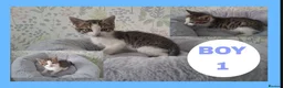 Mixed Breed cats for sale: Kittens for sale  - Advert 1