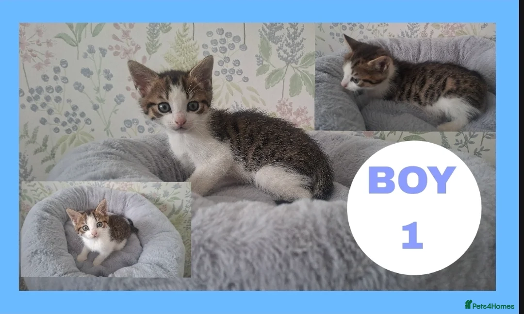 Mixed Breed cats for sale: Kittens for sale  - Advert 1