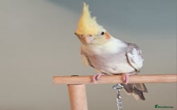 Cockatiels birds for sale: Hand reared baby cocktail very nice bird  - Image 2