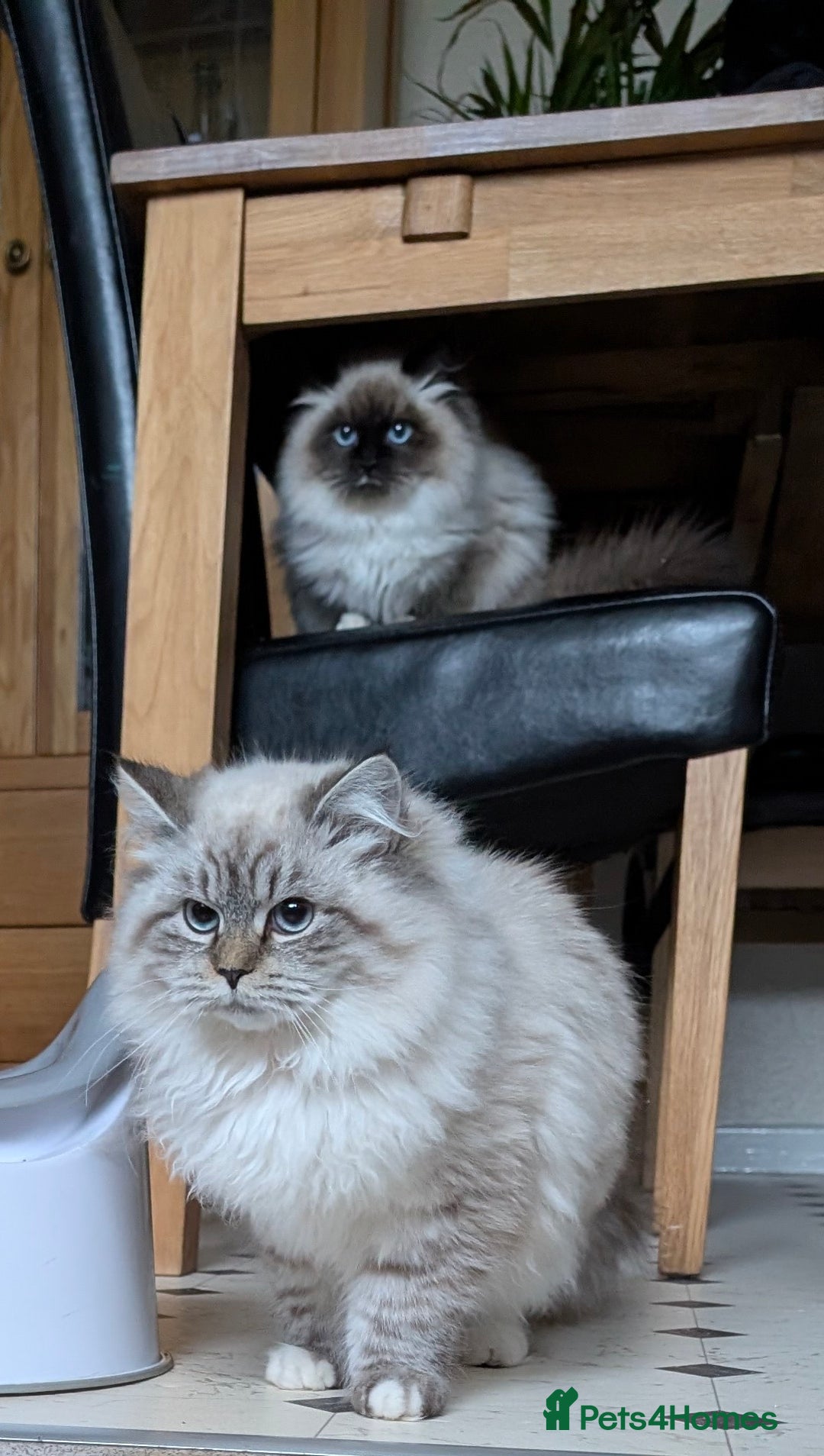 Siberian cats for sale: Litter "W" Neva Masquerade - Advert 1