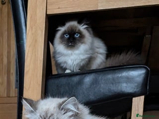 Siberian cats Litter "W" Neva Masquerade - Advert 3