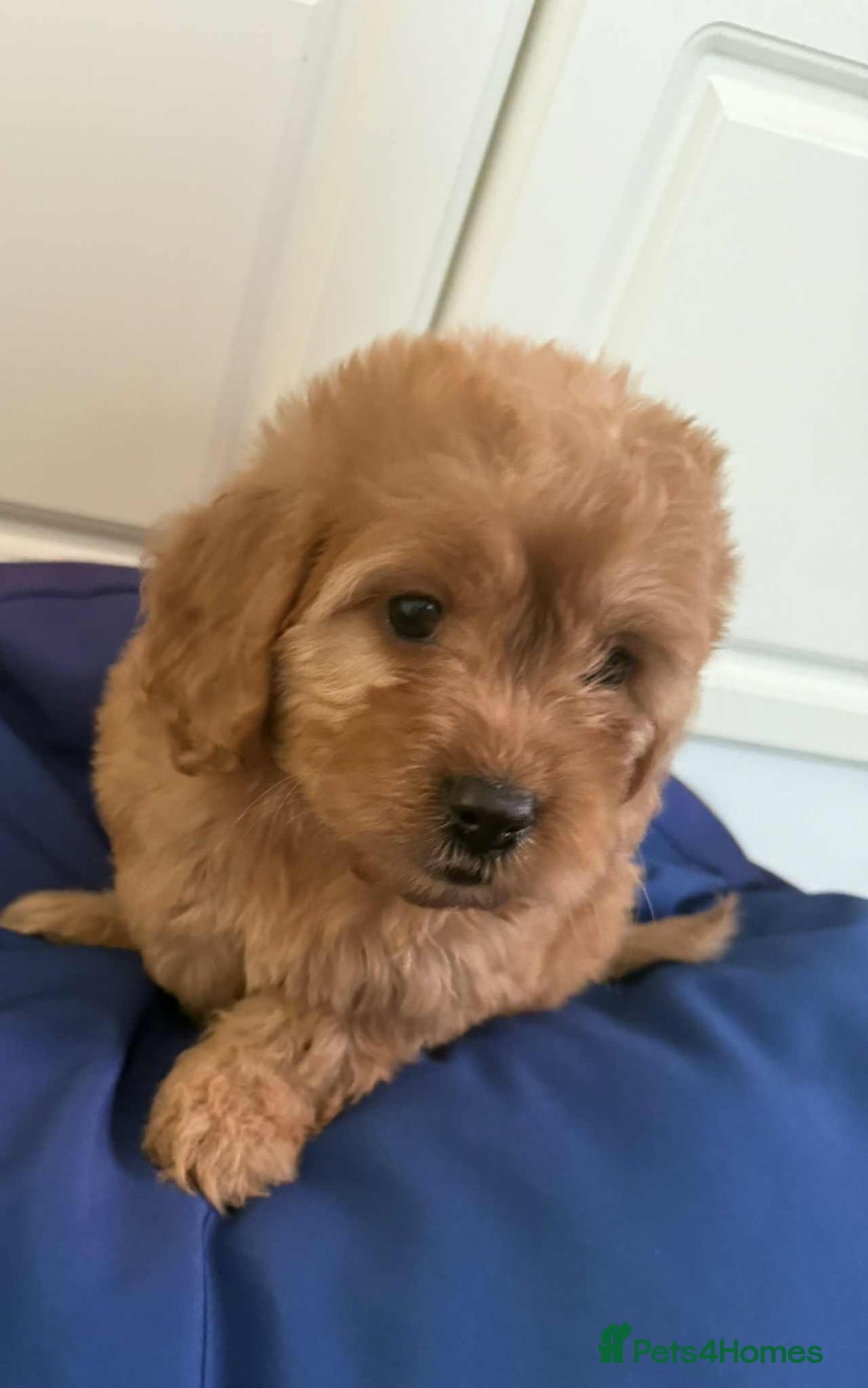Cockapoo dogs for sale: Ready to beautiful cockapoo puppies  - Advert 20