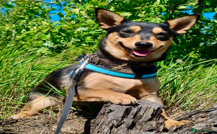 Miniature Pinscher dogs - Advert 4