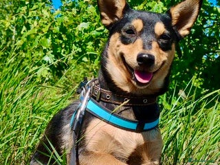 Miniature Pinscher dogs - Advert 2