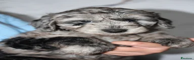 Cockapoo 2