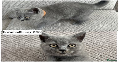 British Shorthair cats - Advert 4