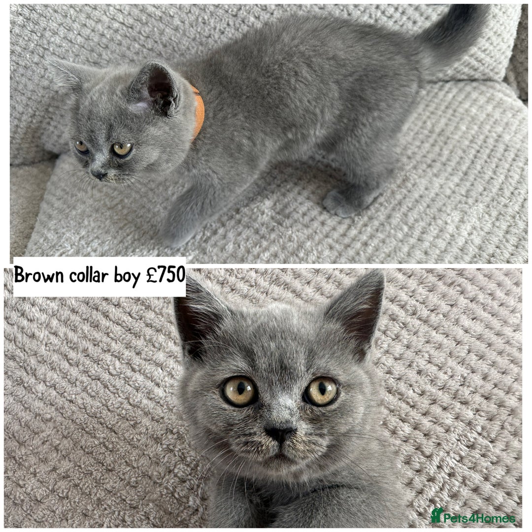 British Shorthair cats for sale: SALE!!   BSH Kitten SALE!! £650 - Image 4