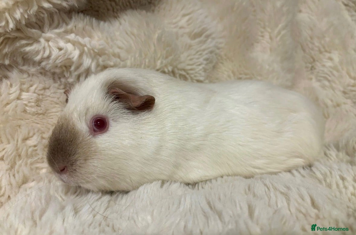 Guinea Pig rodents Himalayan Sow  - Advert 13