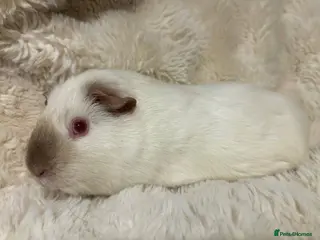 Guinea Pig rodents Himalayan Sow - Advert 13