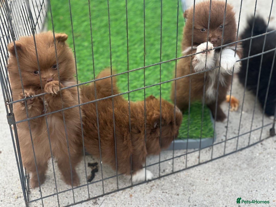 Pomeranian dogs for sale: Pomeranian puppies  - Image 11