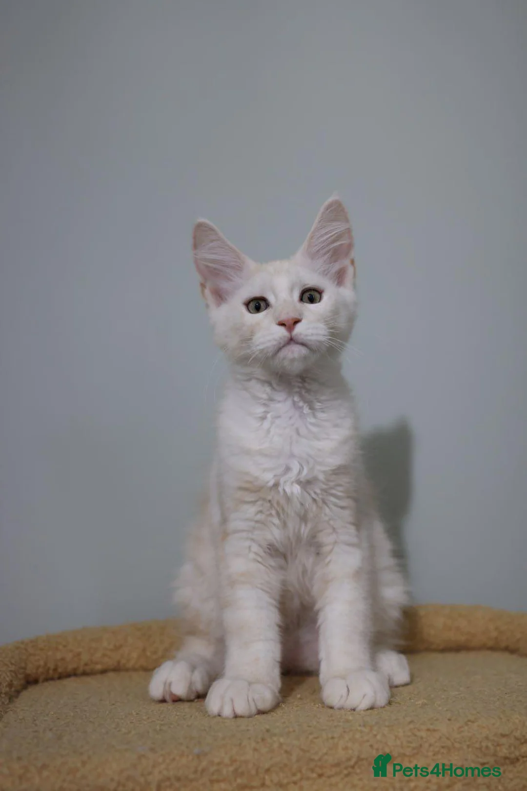 Maine Coon cats for sale: Maine Coons ready now - Advert 24