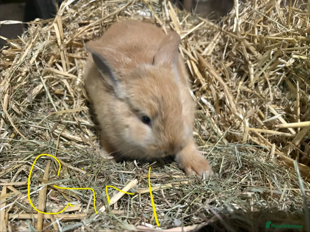 Mini Lop rabbits for sale: Gorgeous mini lop babies  - Advert 1