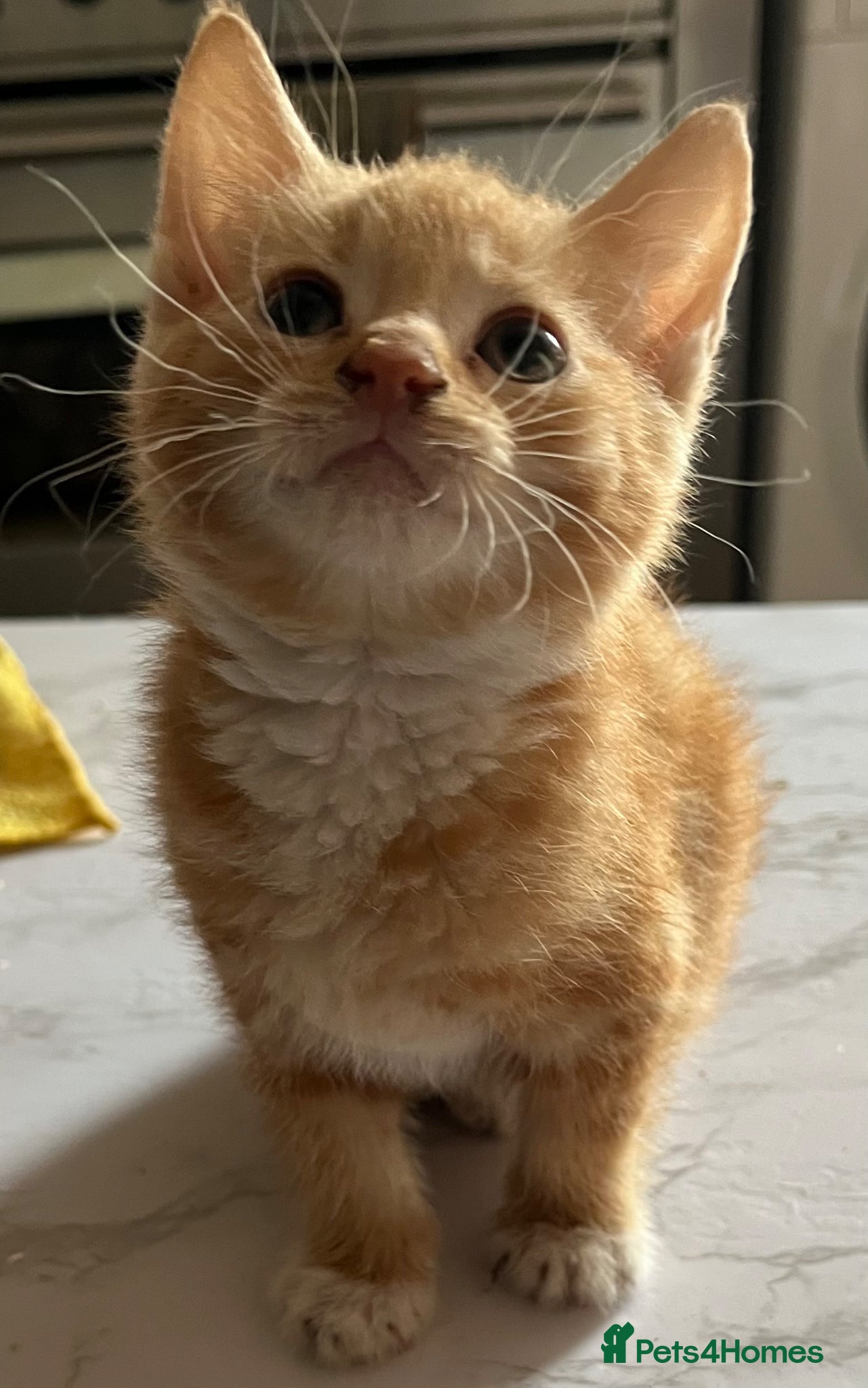 Mixed Breed cats for sale: 3 beautiful kittens for sale  - Advert 17