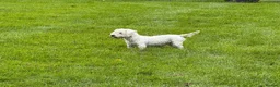 Mixed Breed dogs for sale: Westie Mix - Advert 4