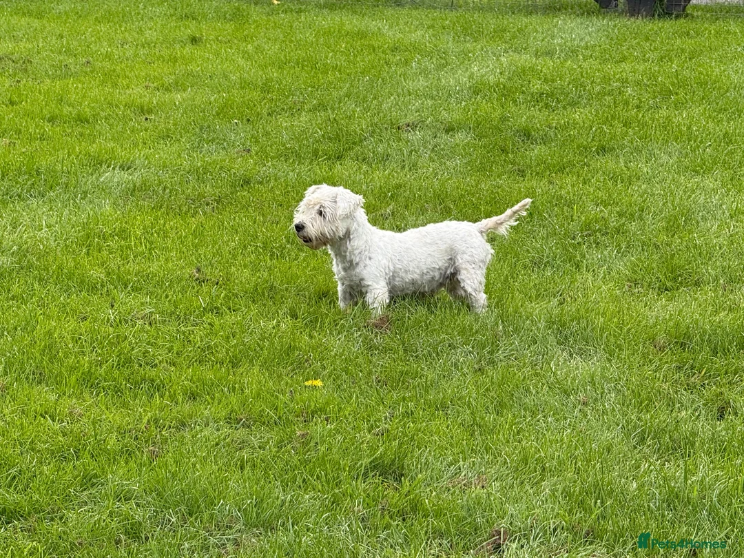 Mixed Breed dogs for sale: Westie Mix - Advert 4