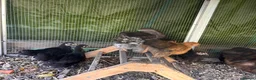 Chickens poultry for sale: Silkie and pekin chicks 8/9 weeks old  - Advert 5