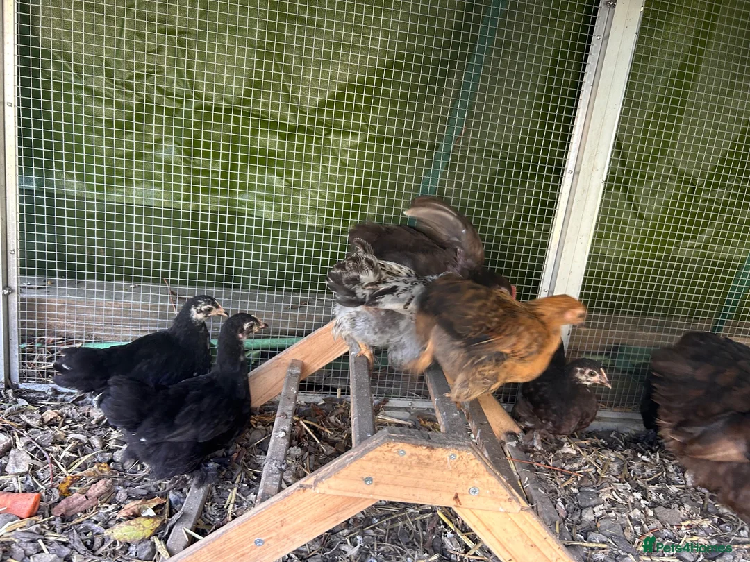 Chickens poultry for sale: Silkie and pekin chicks 8/9 weeks old  - Advert 5