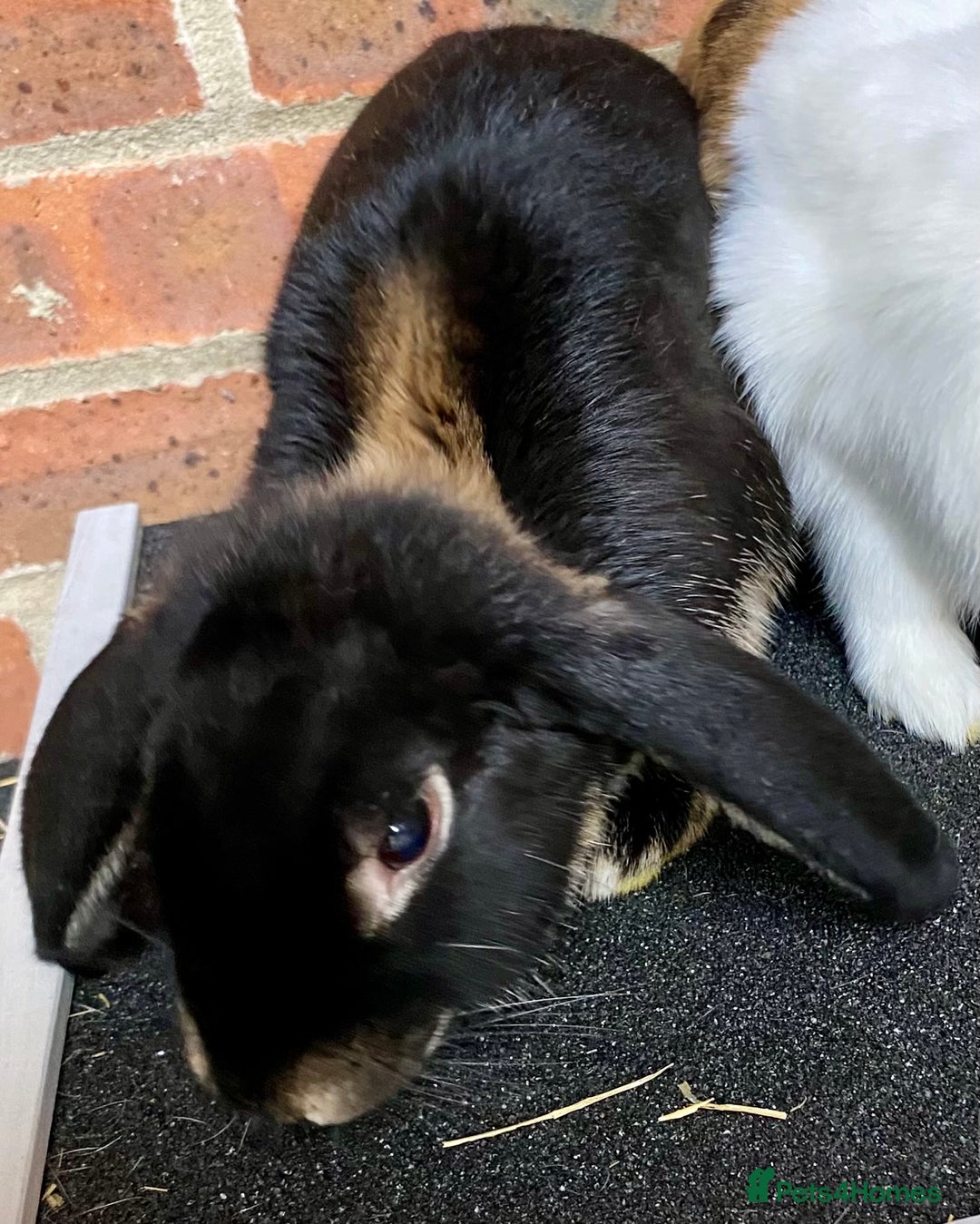 Mini Lop rabbits for sale: 2 sweet bonded mini lop sisters £25 each. - Advert 4