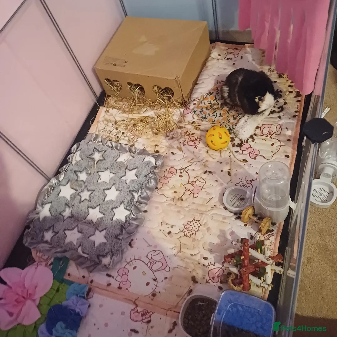 Guinea Pig rodents for sale: Cage, toys, cleaning supplies etc - Advert 1