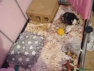 Guinea Pig rodents Cage, toys, cleaning supplies etc - Advert 19