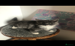 Norwegian Forest Cat cats for sale: Norweigan Forest Kittens  - Image 6